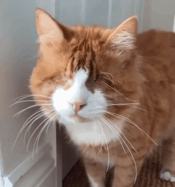 如何照顾双目失明的小猫咪？