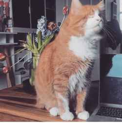 如何照顾双目失明的小猫咪？