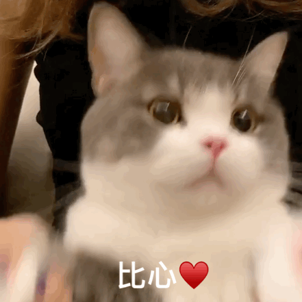 如何照顾双目失明的小猫咪？