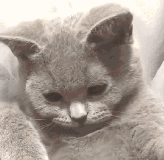 如何成为行走中的猫薄荷？