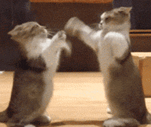 猫咪身上最大的秘密竟是....