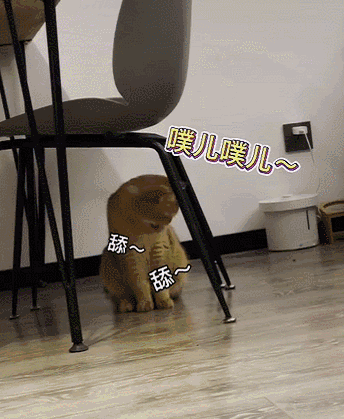 爸妈不准养猫？来看看大型“真香现场”