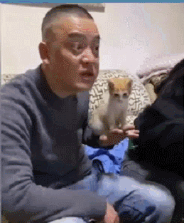 爸妈不准养猫？来看看大型“真香现场”