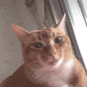 爸妈不准养猫？来看看大型“真香现场”