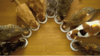 猫咪喂养6大误区！这些雷你踩过吗？