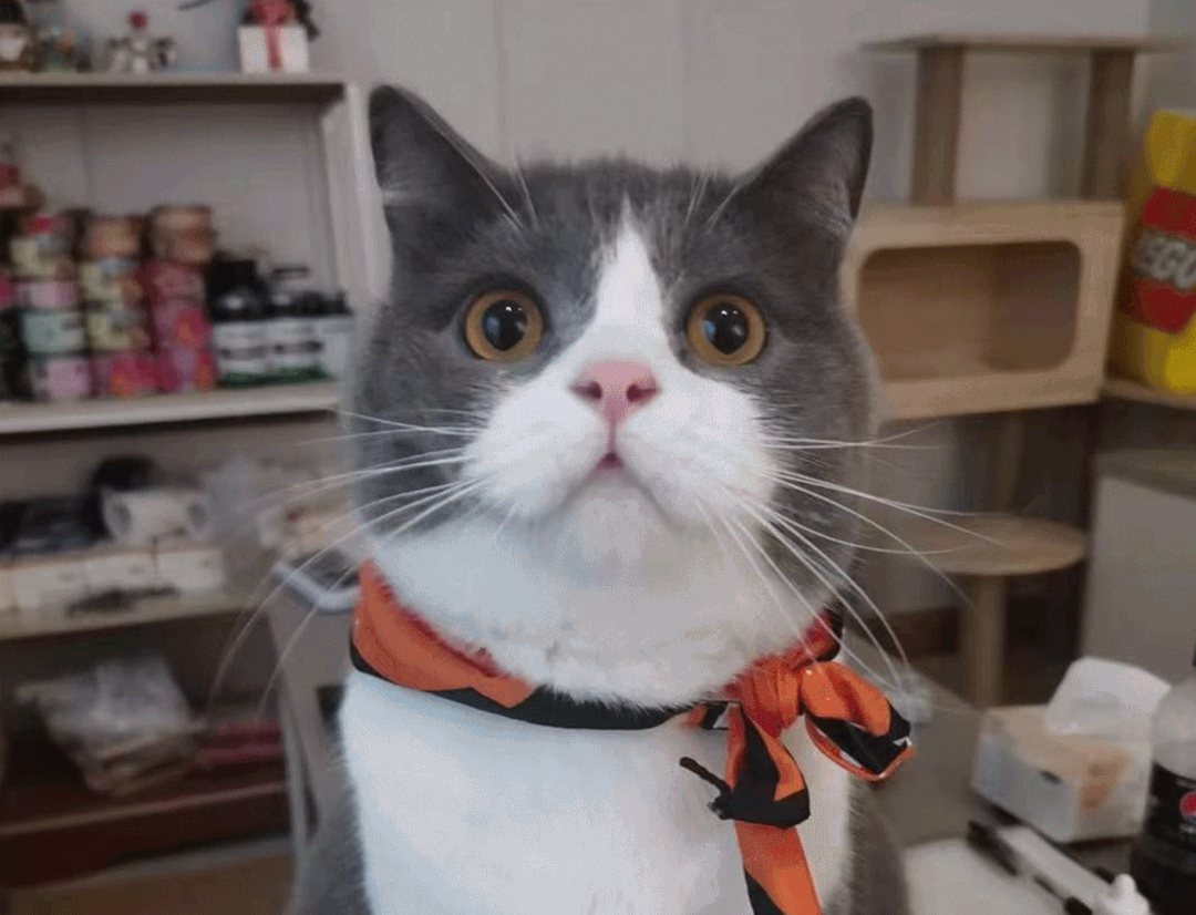 选秀送好礼！看看你家主子上榜了吗？