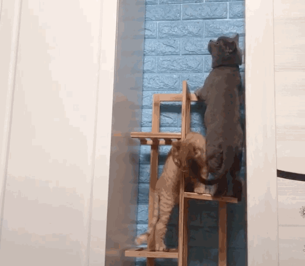 猫专区 - 深圳市联合宠物医院