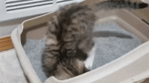 猫咪又乱尿？可能是猫砂盆的位置放错了