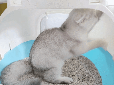 猫咪又乱尿？可能是猫砂盆的位置放错了