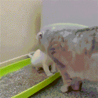 猫咪又乱尿？可能是猫砂盆的位置放错了