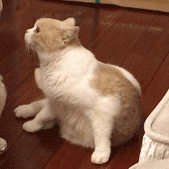 猫咪又乱尿？可能是猫砂盆的位置放错了