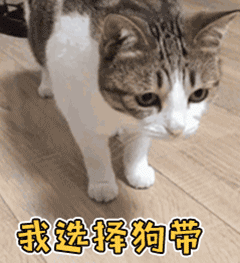 猫咪又乱尿？可能是猫砂盆的位置放错了