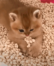 猫咪又乱尿？可能是猫砂盆的位置放错了