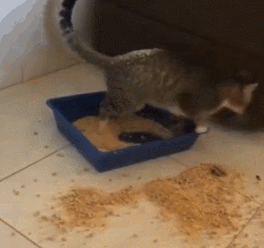 猫咪又乱尿？可能是猫砂盆的位置放错了