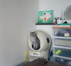 猫咪又乱尿？可能是猫砂盆的位置放错了