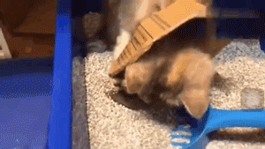 猫咪又乱尿？可能是猫砂盆的位置放错了