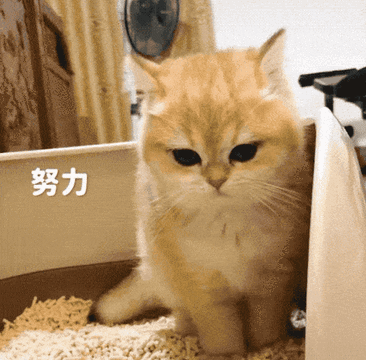 猫咪又乱尿？可能是猫砂盆的位置放错了