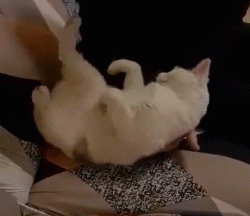 转眼间，我家的主子“离家出走”了！？