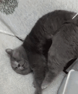 假期猫咪独自在家，这5件事你做对了吗？