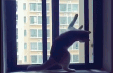 假期猫咪独自在家，这5件事你做对了吗？