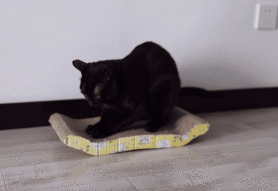 一名合格的“喵师傅”是如何练成的？