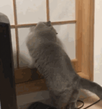 一名合格的“喵师傅”是如何练成的？