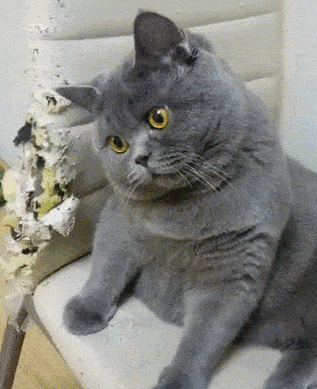 一名合格的“喵师傅”是如何练成的？