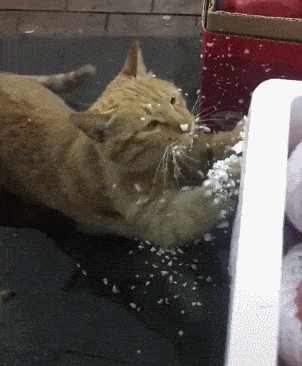 一名合格的“喵师傅”是如何练成的？