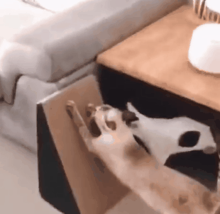 一名合格的“喵师傅”是如何练成的？