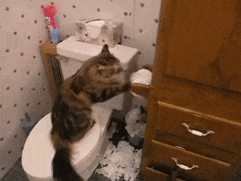 一名合格的“喵师傅”是如何练成的？