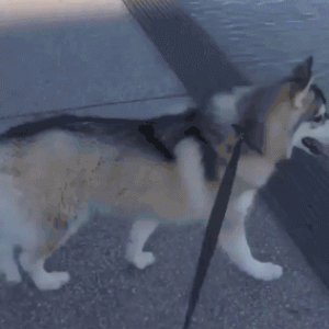 划水居然还有专业的？！