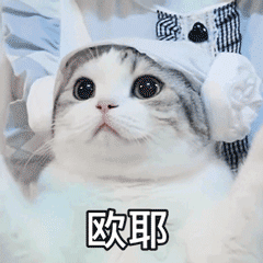 猫咪的心里还藏着什么小秘密？