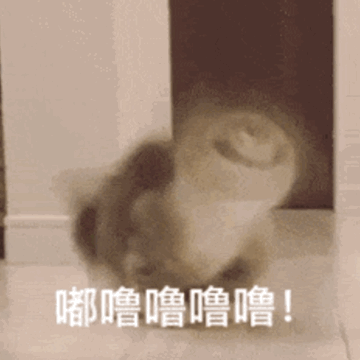 养猫禁忌！这些东西家里绝对不能出现