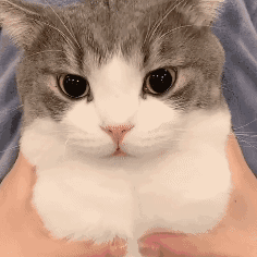 养猫禁忌！这些东西家里绝对不能出现