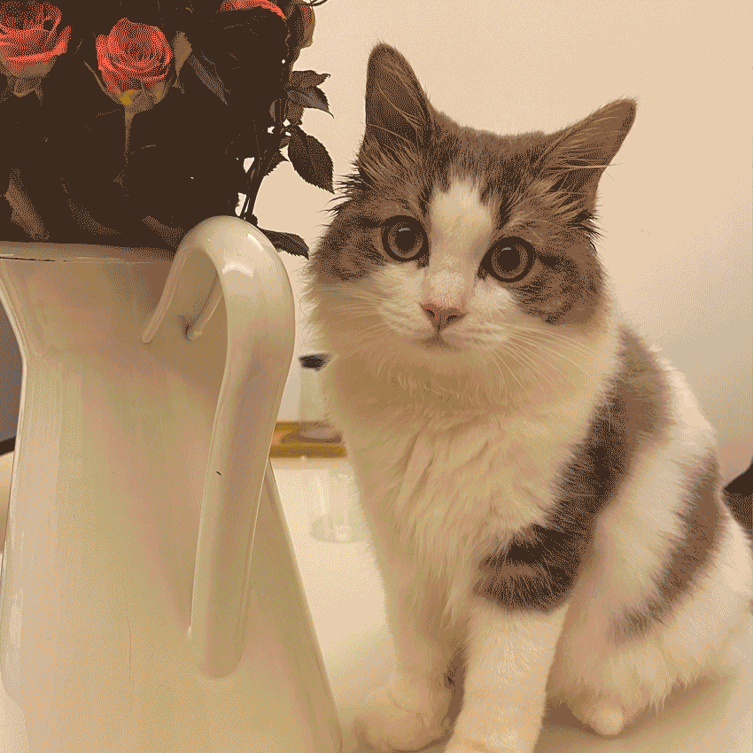 萌猫出道计划，快来为它出谋划策吧！