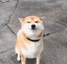 狗狗夏日出行攻略？拿来吧你！
