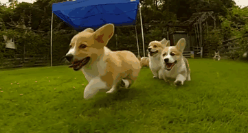 狗狗夏日出行攻略？拿来吧你！