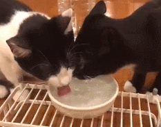 猫：你礼貌吗？