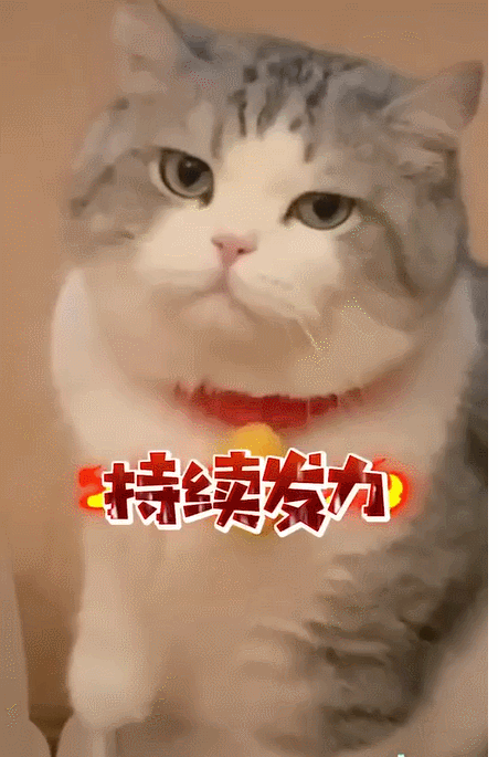 猫:你礼貌吗? 猫:你礼貌吗?