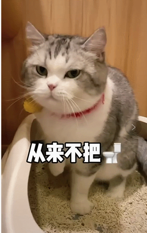 猫：你礼貌吗？