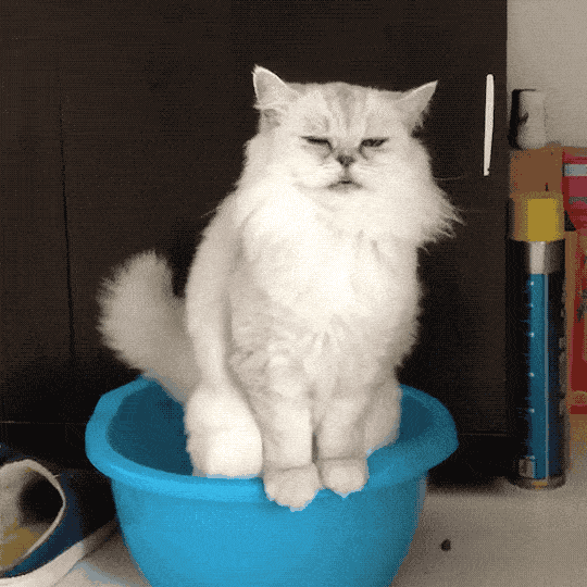 猫：你礼貌吗？