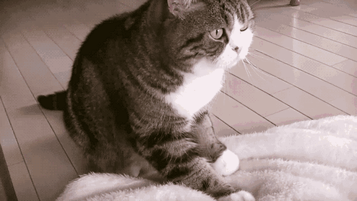 猫丢了怎么找，你还信玄学吗？