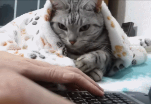 长在键盘上的猫，你家有同款吗？