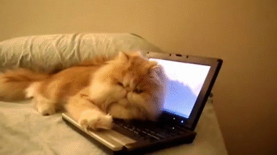 长在键盘上的猫，你家有同款吗？