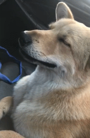 狗狗也会晕车？这几个防晕小妙招记得收藏