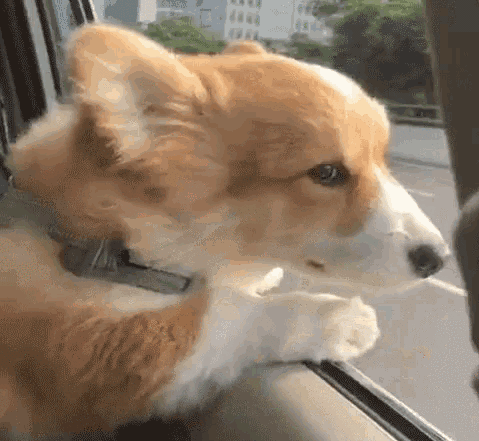 狗狗也会晕车？这几个防晕小妙招记得收藏