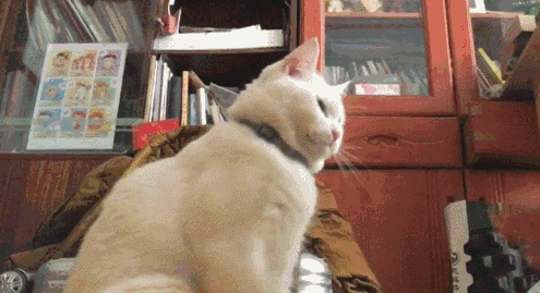 猫“咕噜叫”还能治病？这也太神奇了