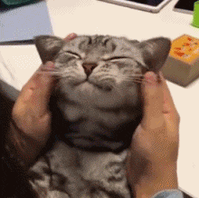 猫“咕噜叫”还能治病？这也太神奇了
