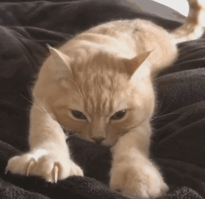 猫“咕噜叫”还能治病？这也太神奇了