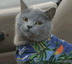 领养猫靠谱吗？点进来就知道